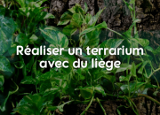 Réaliser et faire un terrarium avec du liège