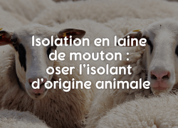 Isolation laine de mouton, oser l’isolant d’origine animale.