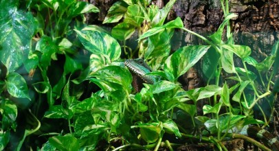 Réaliser et faire un terrarium avec du liège
